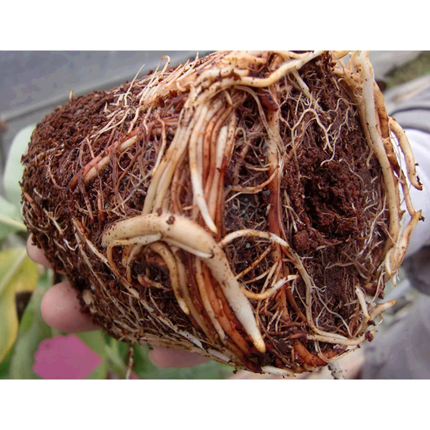 Coconut Coir Soil Alternative – Soilless Culture & Nutrient Media for Outdoor Gardening